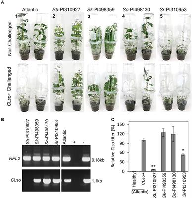 Identification and Characterization of Potato Zebra Chip Resistance Among Wild Solanum Species